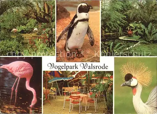 Voegel Vogelpark Walsrode Flamingo Pinguin  Kat. Tiere