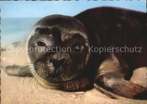 Seehunde Robben Nordseestrand  Kat. Tiere