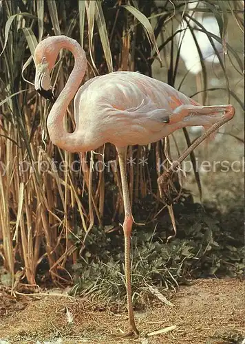 Flamingo Zoo Dresden  Kat. Tiere