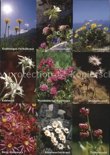 Blumen Alpenblumen Edelweiss Tuerkenbund Strubelbuben Gamswurz Kat. Pflanzen