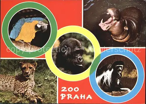 Zoo Praha Ararauna Gepard Hrosik Mlade Gorilly Guereza Kat. Tiere