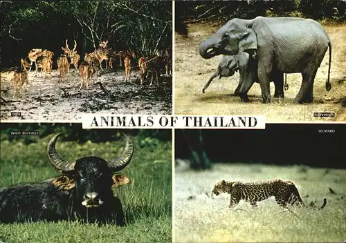 Tiere Animals of Thailand Deer Elephants Leopard Wild Buffalo Kat. Tiere