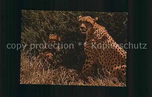 Tiere Cheetah  Kat. Tiere