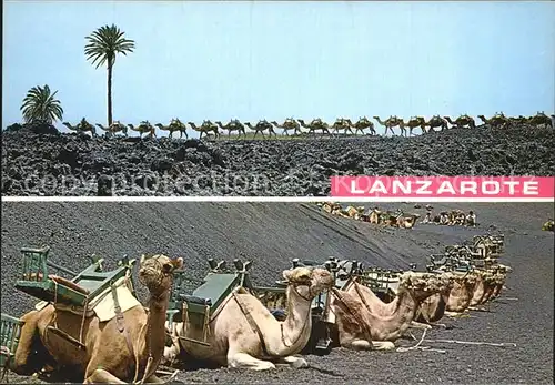 Kamele Lanzarote Montanas de Fuego Caravane de Camellos Kat. Tiere