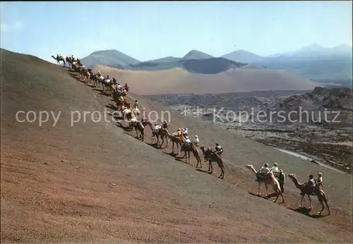 Kamele Lanzarote Montana del Fuego Caravana  Kat. Tiere