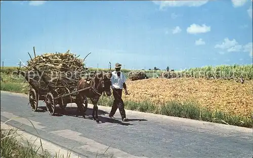 Landwirtschaft Barbados West Indies Eselkarre Sugar Cane Harvest  Kat. Landwirtschaft