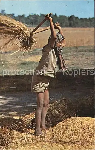 Landwirtschaft Rice Threshing  Kat. Landwirtschaft