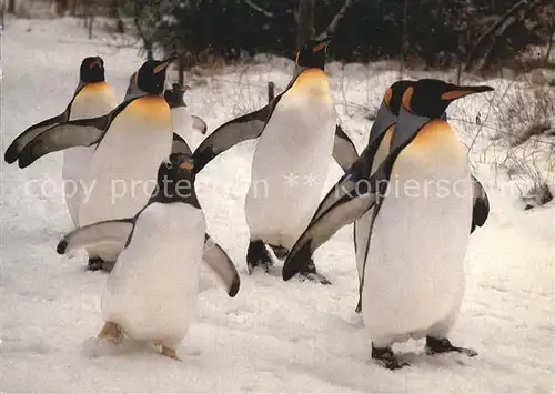 Pinguin Zoo Basel  Kat. Tiere