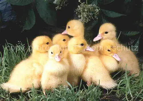 Enten Hausenten Canetons Ducks  Kat. Tiere