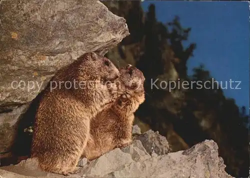 Murmeltier Marmottes  Kat. Tiere