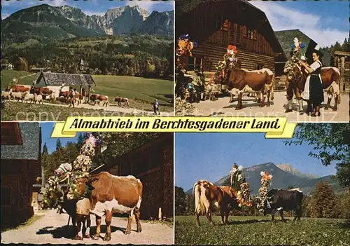 Kuehe Almabtrieb Berchtesgaden  Kat. Tiere
