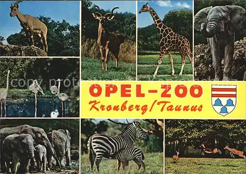 Zoo Opel Zoo Kronberg Taunus Giraffe Zebra Elefant Flamingo Kat. Tiere