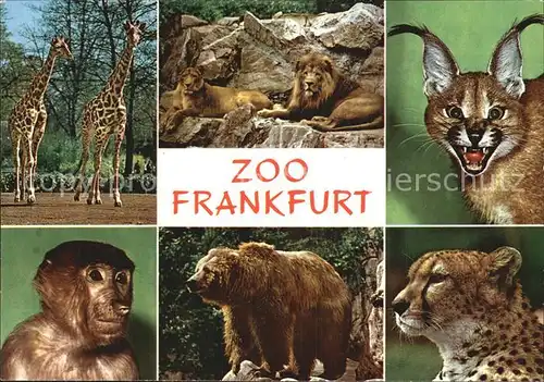 Zoo Frankfurt Braunbaer Giraffe Loewe Affe  Kat. Tiere