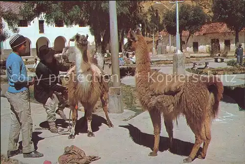 Tiere Lamas Peru  Kat. Tiere