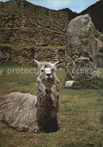 Tiere Alpaca Machu Picchu Peru Kat. Tiere