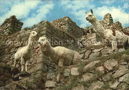 Tiere Machupicchu Llamas y Alpacas Peru Kat. Tiere