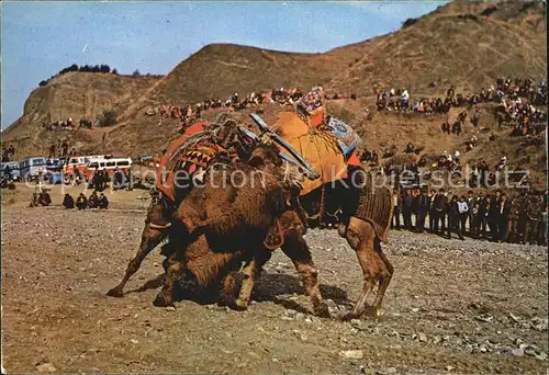 Kamele Camels Fight Deve Gueresi Tuerkei Kat. Tiere