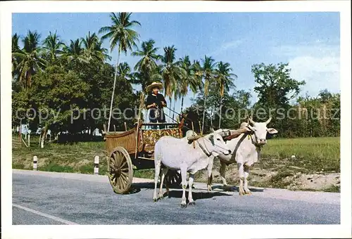 Kuehe Cows Cart Farm Produces Market Chiengmai Thailand  Kat. Tiere