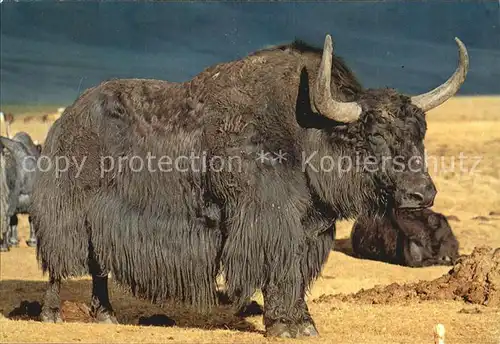 Tiere Yak Bull Zabhan Aimak Mongolia Kat. Tiere