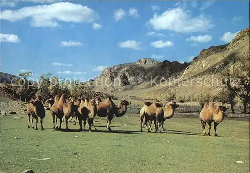 Kamele Zabhan Aimak Mongolia Kat. Tiere