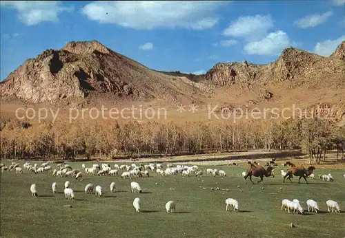 Schafe Bogdyn Gol River Zabhan Aimak Mongolia Kat. Tiere