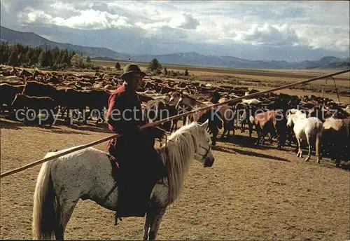 Pferde Herdsman Mongolia  Kat. Tiere