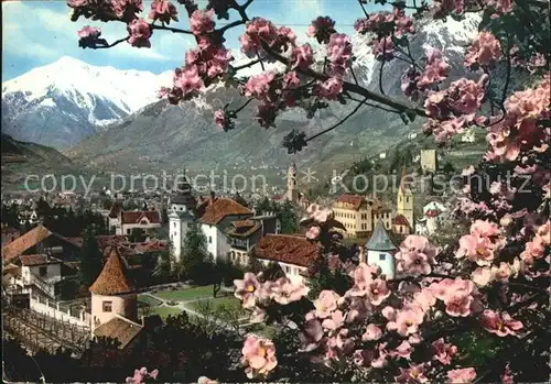 Meran Merano Primavera Fruehling Baumbluete Texelgruppe