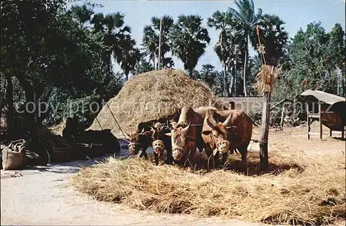Thailand Thai farmers using Cows to seperate rice from paddy Kat. Thailand