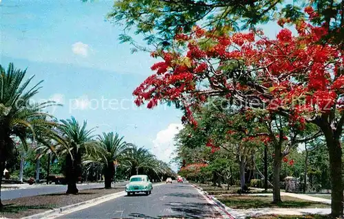 Miami Florida Royal Poinciana Trees along S Miami Avenue Kat. Miami