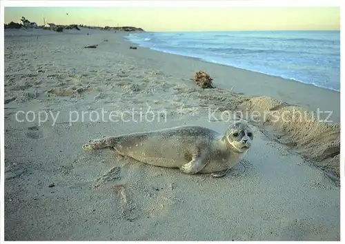 Seehunde Robben Cape Cod National Seashore  Kat. Tiere