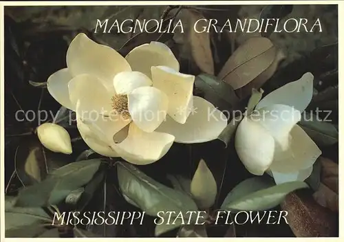 Blumen Magnolia Grandiflora Mississippi State Flower  Kat. Pflanzen