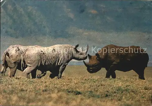 Nashorn Rhino Ngorongoro Crater Tansania Kat. Tiere