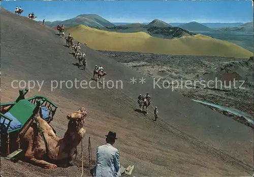 Kamele Lanzarote Caravana Montana del Fuego Kat. Tiere