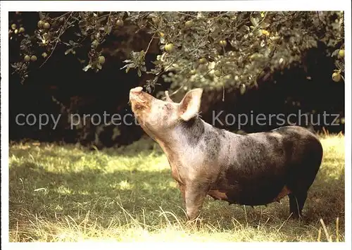 Schweine  Kat. Tiere