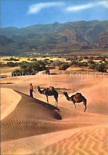 Kamele Gran Canaria Desierto de Maspalomas  Kat. Tiere