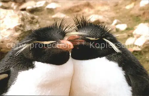 Pinguin Rockhopper Penguins Falkland Islands  Kat. Tiere