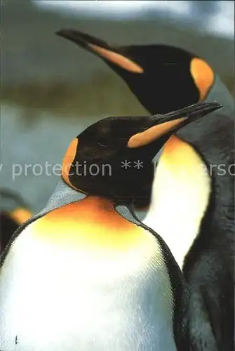 Pinguin King Penguins  Kat. Tiere