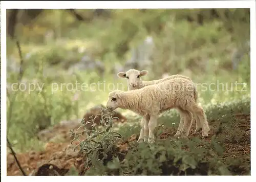 Schafe  Kat. Tiere