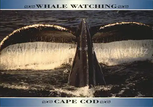 Wal Whale Watching Cape Cod Massachusetts Kat. Tiere
