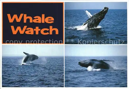 Wal Whale Watch Massachusetts Kat. Tiere