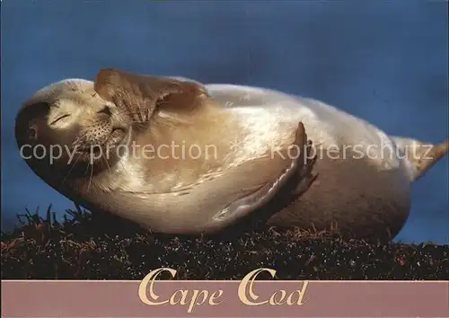 Seehunde Robben Cape Cod Massachusetts  Kat. Tiere