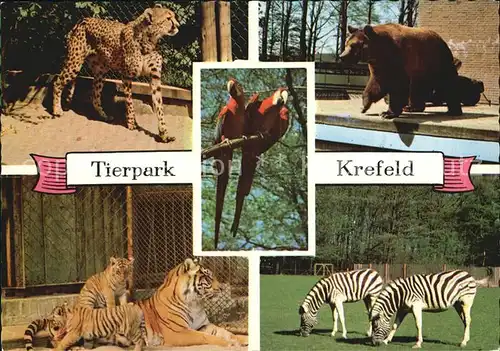 Tiere Tierpark Krefeld Tiger Papagei Braunbaer Zebra Gepard Kat. Tiere