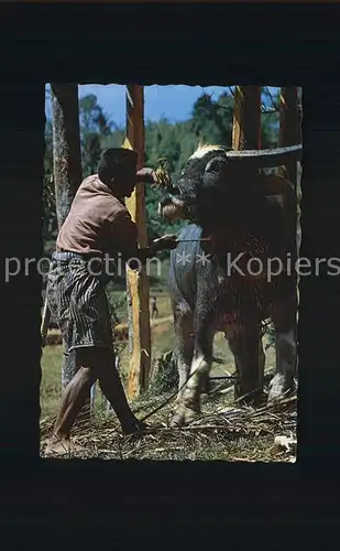 Tiere Slaughtering Buffalo Tana Toraja South Sulawesi Kat. Tiere