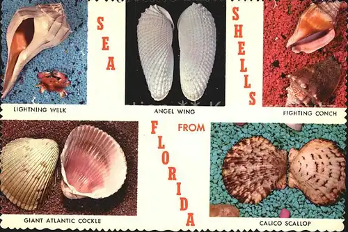 Meerestiere Muschel Sea Shells Florida Angel Wing Calico Scallop Fighting Conch  Kat. Tiere