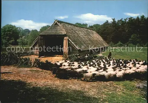 Schafe Schafstall Lueneburger Heide  Kat. Tiere