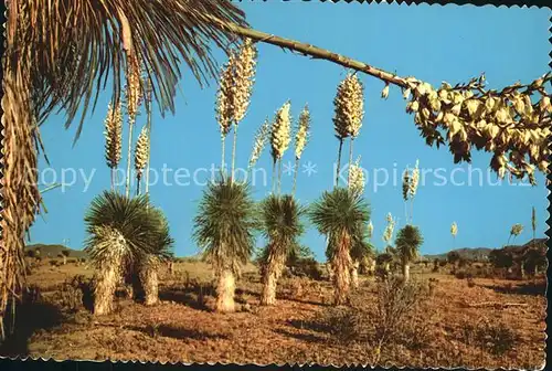 Kakteen Desert Yucca Spanish Bayonet  Kat. Pflanzen