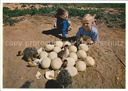 Voegel Strauss Ostrich Chicks and Eggs Oudtshoorn District  Kat. Tiere