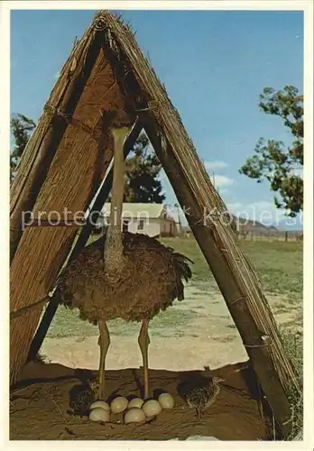 Voegel Strauss Southern Ostrich South Africa  Kat. Tiere