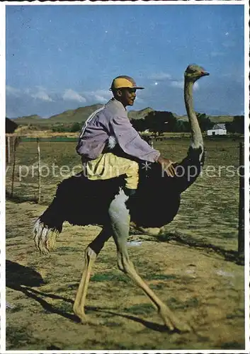 Voegel Strauss Ostrich Race Oudtshoorn Cape South Africa  Kat. Tiere