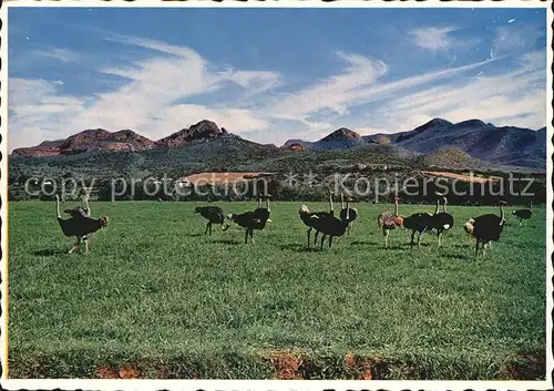 Voegel Strauss Ostrich Farm Oudtshoorn District South Africa  Kat. Tiere